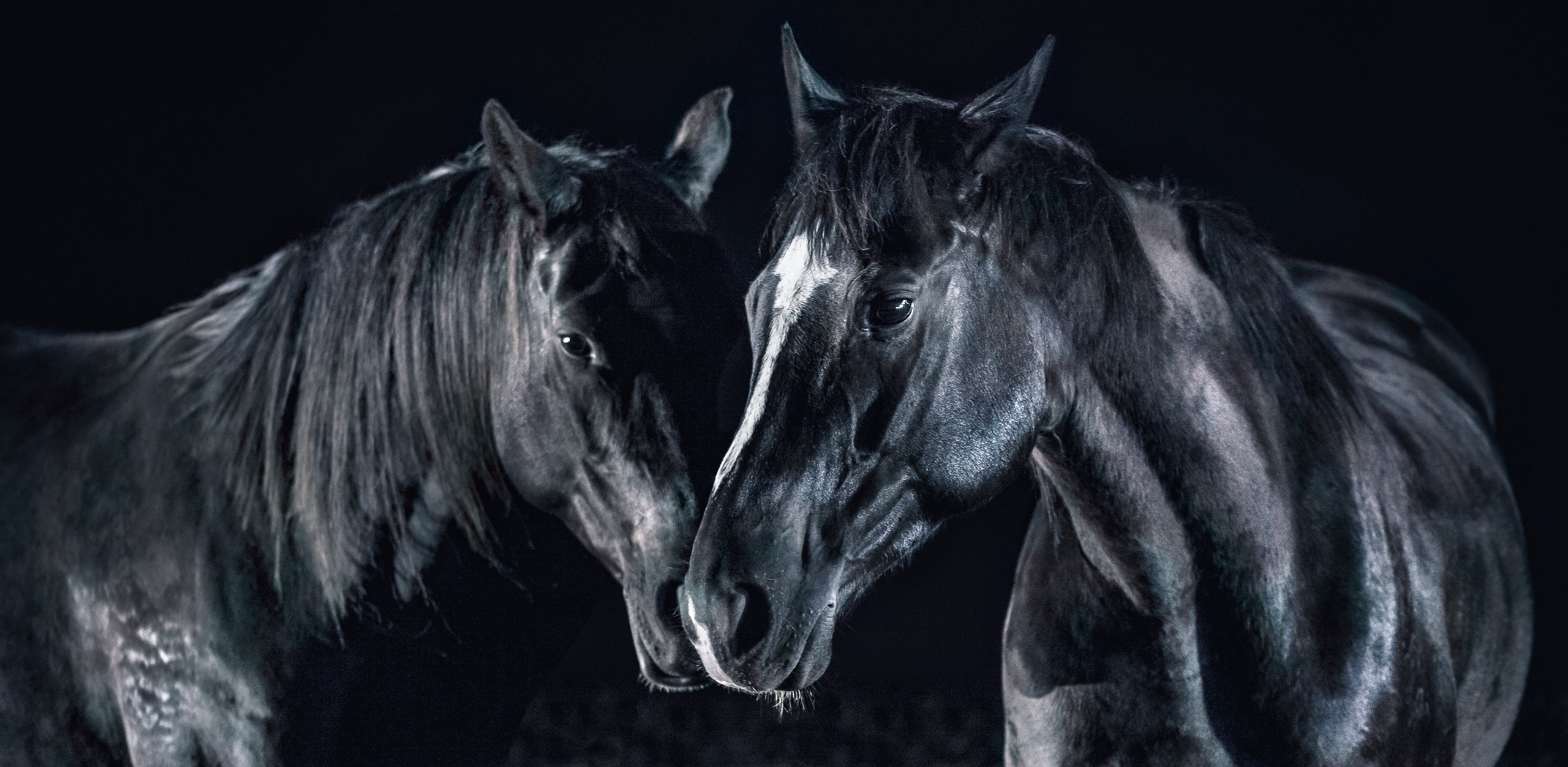 Two expressive portraits of black horses against a dark background; elegance and strength.
