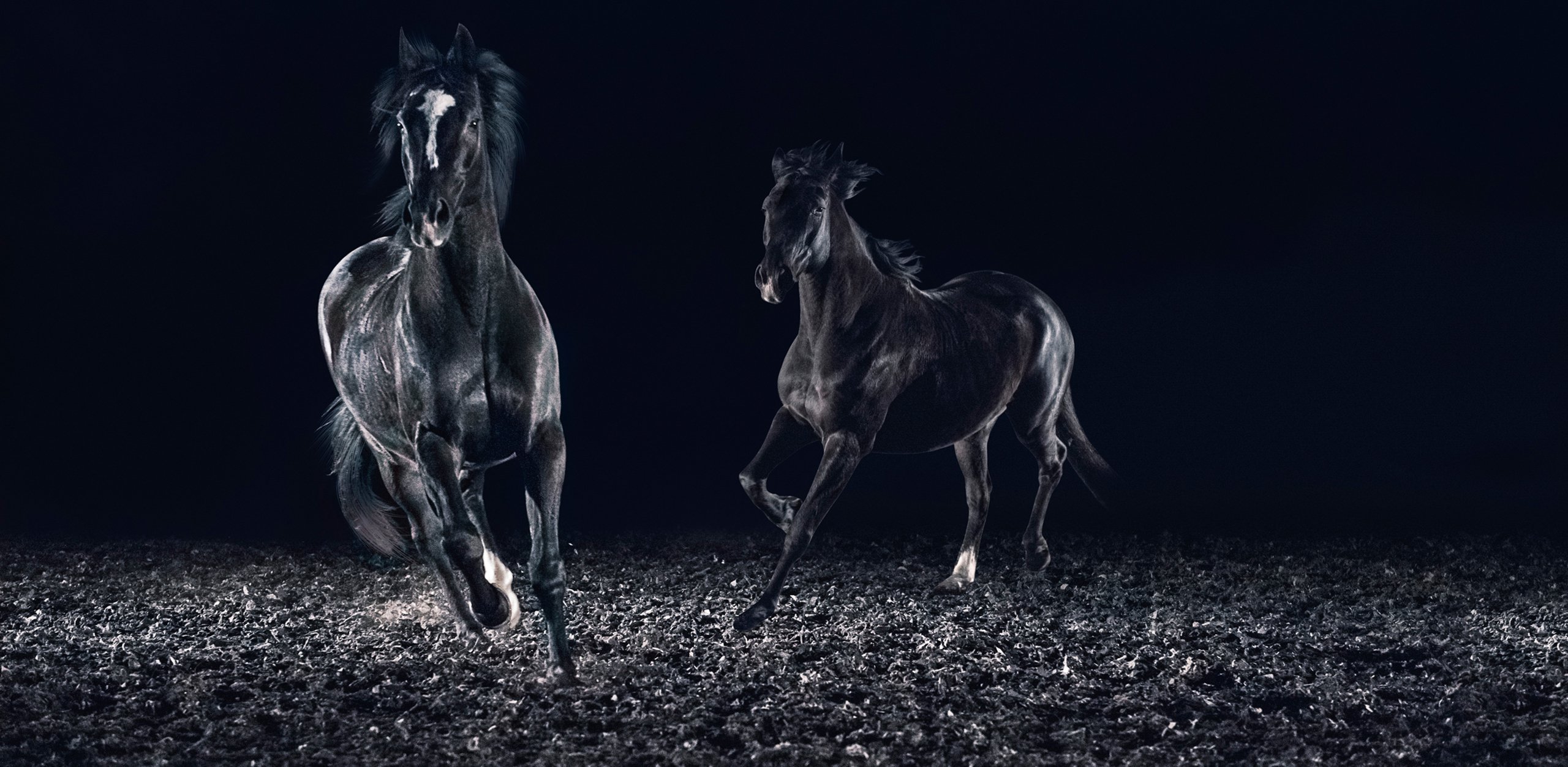 Zwei elegante, schwarze Pferde in Bewegung vor dunklem Hintergrund; kraftvolle Performance.
